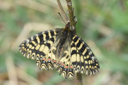 Zerynthia polyxena Gagnières 2019, DSC_0179