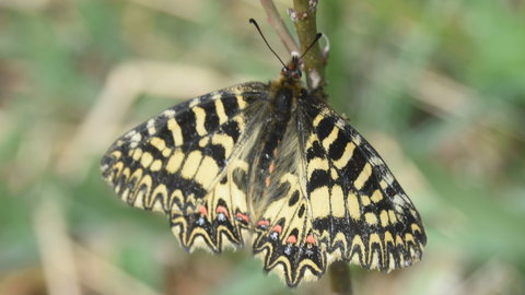 Zerynthia polyxena Gagnières 2019, DSC_0181