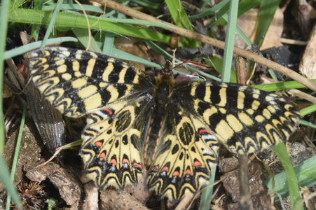 Zerynthia polyxena Gagnières 2019, DSC_0183