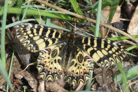 Zerynthia polyxena Gagnières 2019, DSC_0184