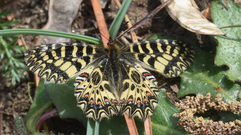 Zerynthia polyxena Gagnières 2019, DSC_0195