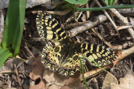 Zerynthia polyxena Gagnières 2019, DSC_0196