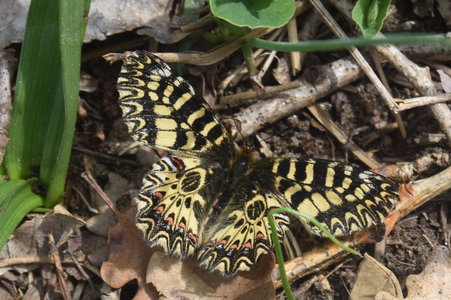 Zerynthia polyxena Gagnières 2019, DSC_0197