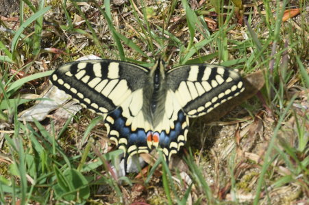 Zerynthia polyxena Gagnières 2019, DSC_0198
