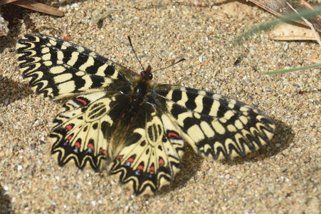 Zerynthia polyxena Gagnières 2019, DSC_0200