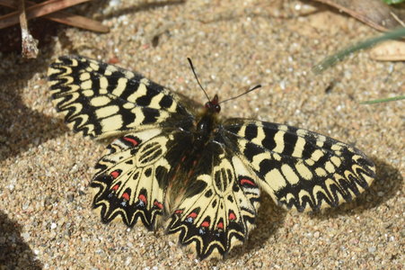 Zerynthia polyxena Gagnières 2019, DSC_0201