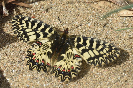 Zerynthia polyxena Gagnières 2019, DSC_0203