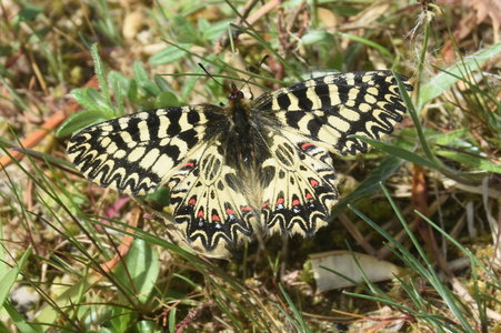 Zerynthia polyxena Gagnières 2019, DSC_0210