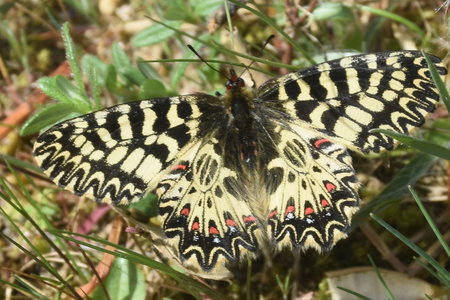 Zerynthia polyxena Gagnières 2019, DSC_0212