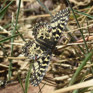 Zerynthia polyxena Gagnières 2019, DSC_0234