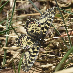 Zerynthia polyxena Gagnières 2019, DSC_0237