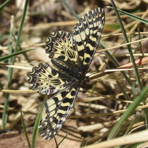 Zerynthia polyxena Gagnières 2019, DSC_0238