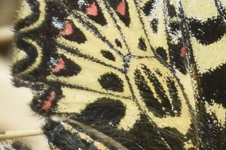Zerynthia polyxena Gagnières 2019, DSC_0239