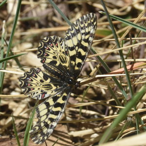 Zerynthia polyxena Gagnières 2019, DSC_0240