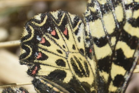 Zerynthia polyxena Gagnières 2019, DSC_0241
