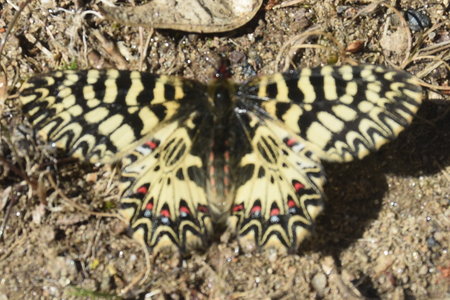 Zerynthia polyxena Gagnières 2019, DSC_0243
