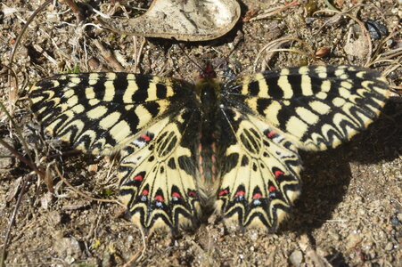 Zerynthia polyxena Gagnières 2019, DSC_0244