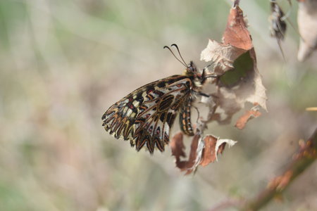Zerynthia polyxena Gagnières 2019, DSC_0300