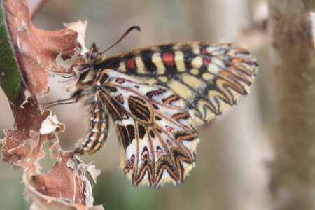 Zerynthia polyxena Gagnières 2019, DSC_0320