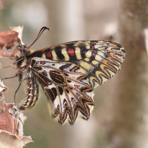 Zerynthia polyxena Gagnières 2019, DSC_0324