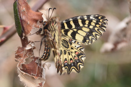 Zerynthia polyxena Gagnières 2019, DSC_0331