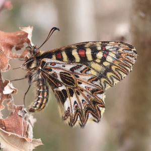 Zerynthia polyxena Gagnières 2019, DSC_0333