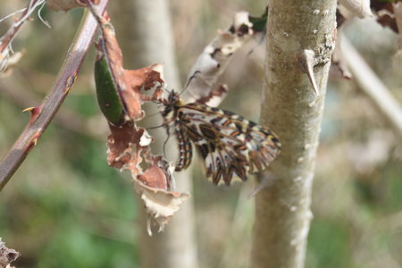 Zerynthia polyxena Gagnières 2019, DSC_0334