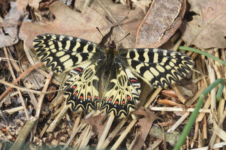 Zerynthia polyxena Gagnières 2019, DSC_0336