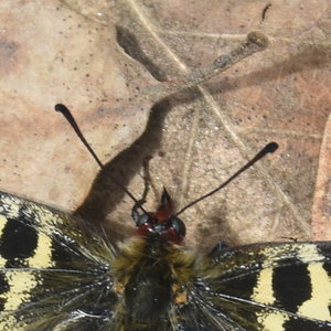 Zerynthia polyxena Gagnières 2019, DSC_0339