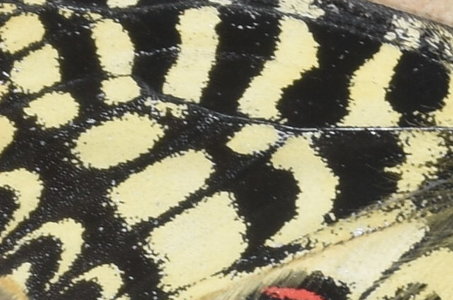 Zerynthia polyxena Gagnières 2019, DSC_0340