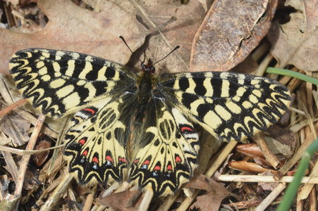 Zerynthia polyxena Gagnières 2019, DSC_0342