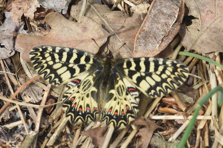 Zerynthia polyxena Gagnières 2019, DSC_0345