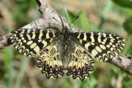 Zerynthia polyxena Gagnières 2019, DSC_0495