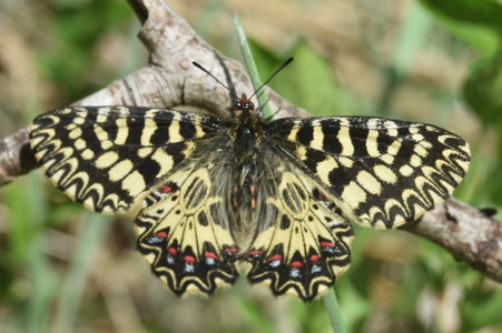 Zerynthia polyxena Gagnières 2019, DSC_0497