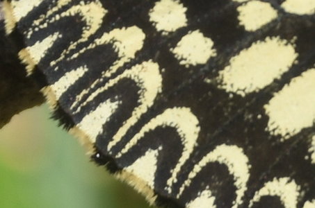 Zerynthia polyxena Gagnières 2019, DSC_0503
