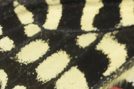 Zerynthia polyxena Gagnières 2019, DSC_0509