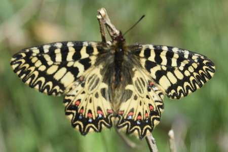 Zerynthia polyxena Gagnières 2019, DSC_0577