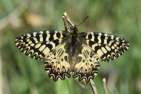Zerynthia polyxena Gagnières 2019, DSC_0580