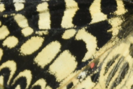 Zerynthia polyxena Gagnières 2019, DSC_0583
