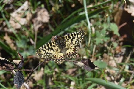 Zerynthia polyxena Gagnières 2019, DSC_0584