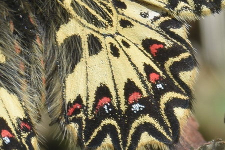 Zerynthia polyxena Gagnières 2019, DSC_0596