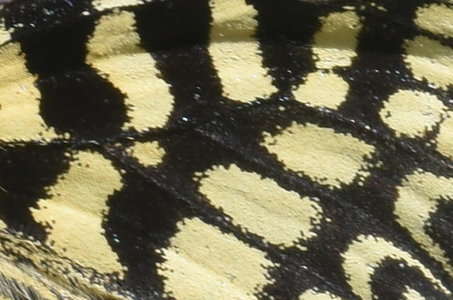 Zerynthia polyxena Gagnières 2019, DSC_0598