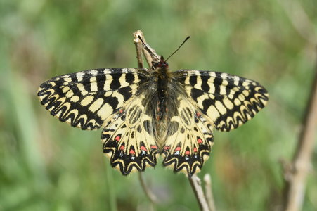 Zerynthia polyxena Gagnières 2019, DSC_0600