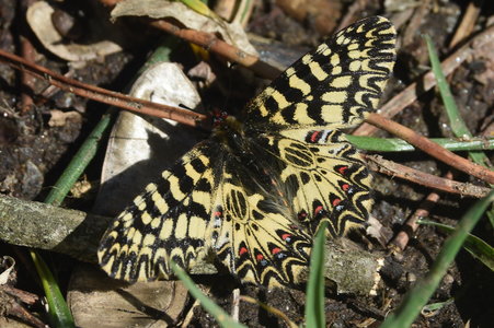 Zerynthia polyxena Gagnières 2019, DSC_0601