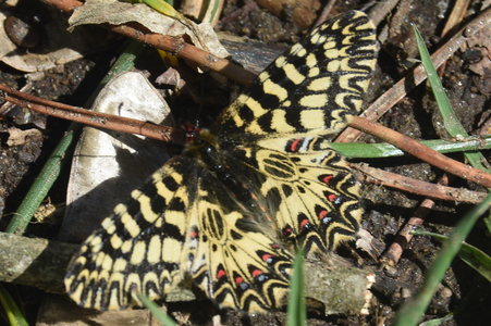 Zerynthia polyxena Gagnières 2019, DSC_0604
