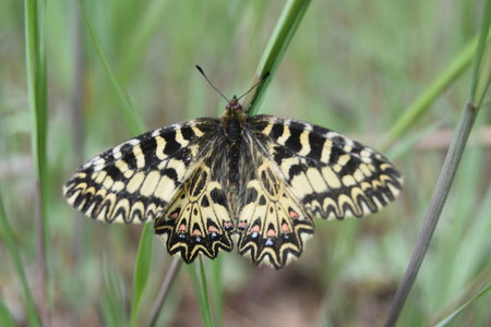 Zerynthia polyxena Gagnières 2019, DSC_0630