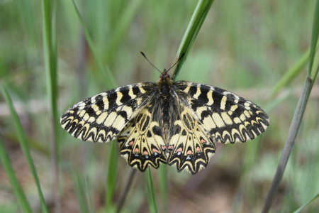 Zerynthia polyxena Gagnières 2019, DSC_0633