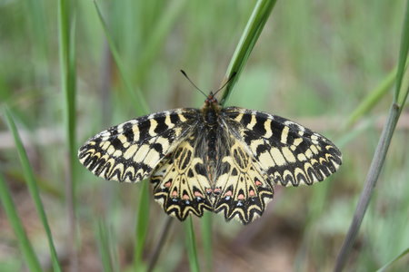 Zerynthia polyxena Gagnières 2019, DSC_0634