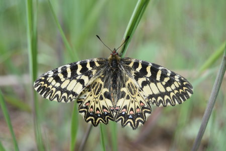 Zerynthia polyxena Gagnières 2019, DSC_0635