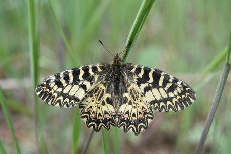 Zerynthia polyxena Gagnières 2019, DSC_0636